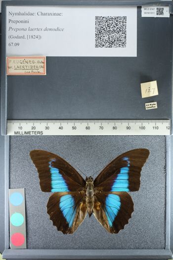 Media type: image;   Entomology 161311